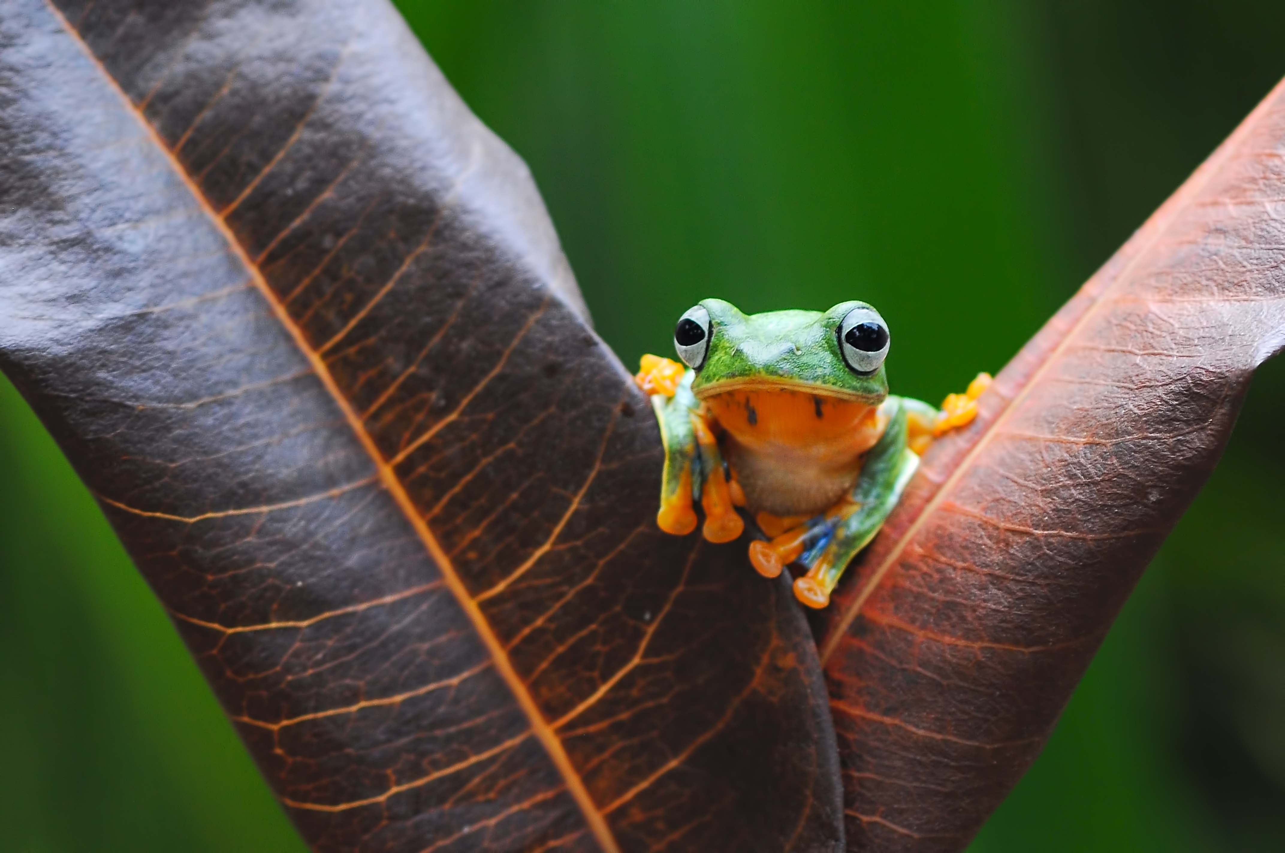 Tree frog perched between two leaves